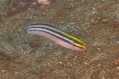 Petroscirtes breviceps