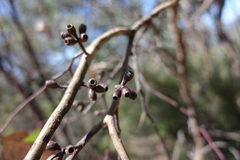 Eucalyptus albens