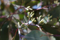 Eucalyptus albens