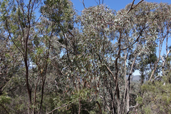 Eucalyptus albens