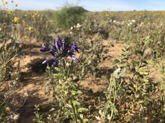 Triteleiopsis palmeri