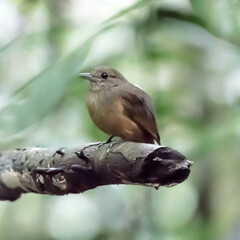 Cinereous Antshrike photo 4