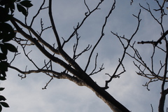 Zanthoxylum ailanthoides ailanthoides