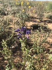 Triteleiopsis palmeri