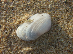 Irus crenatus