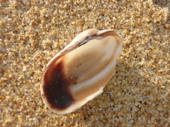 Irus crenatus