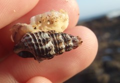 Batillaria australis