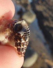 Batillaria australis