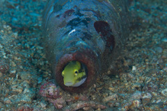 Petroscirtes breviceps
