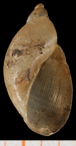Mimic Lymnaea