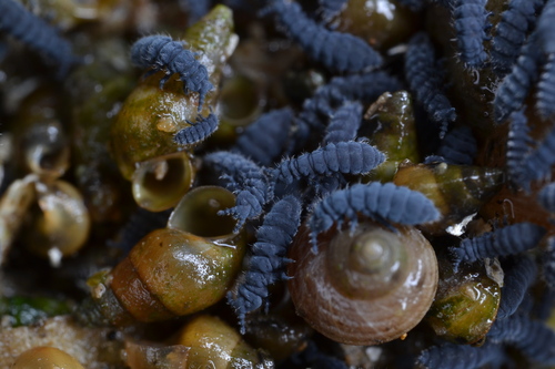 Seashore Springtail, photo 7 of 8