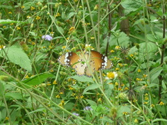 Danaus chrysippus