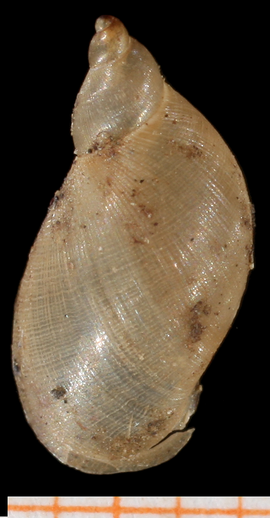 Pond Snails