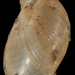 Lymnaeinae - Photo Francisco Welter Schultes, sem restrições de direitos de autor conhecidas (domínio público)