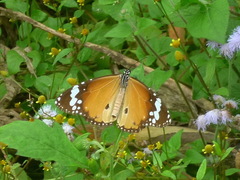 Danaus chrysippus