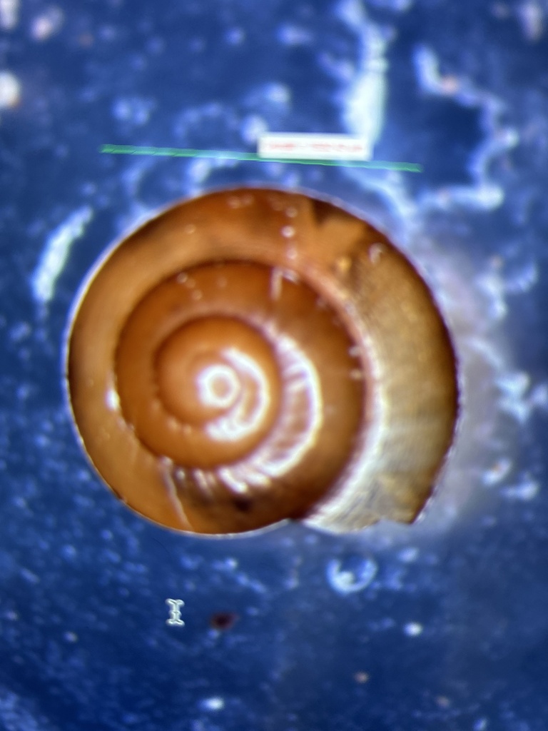 Quick Gloss Snail from RUTA 842 - Pipeline Road - Camino del Oleoducto ...