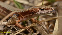 Takydromus amurensis