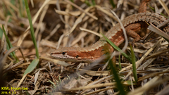 Takydromus amurensis