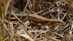 Takydromus amurensis