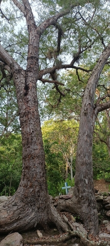 Dosel del árbol de Espavel