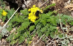 Lomatium hallii