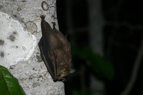 Dermanura phaeotis