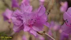 Rhododendron mucronulatum