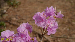 Rhododendron mucronulatum