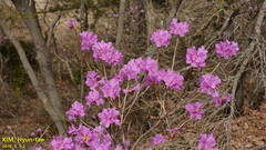 Rhododendron mucronulatum