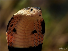 Monocled Cobra photo 3