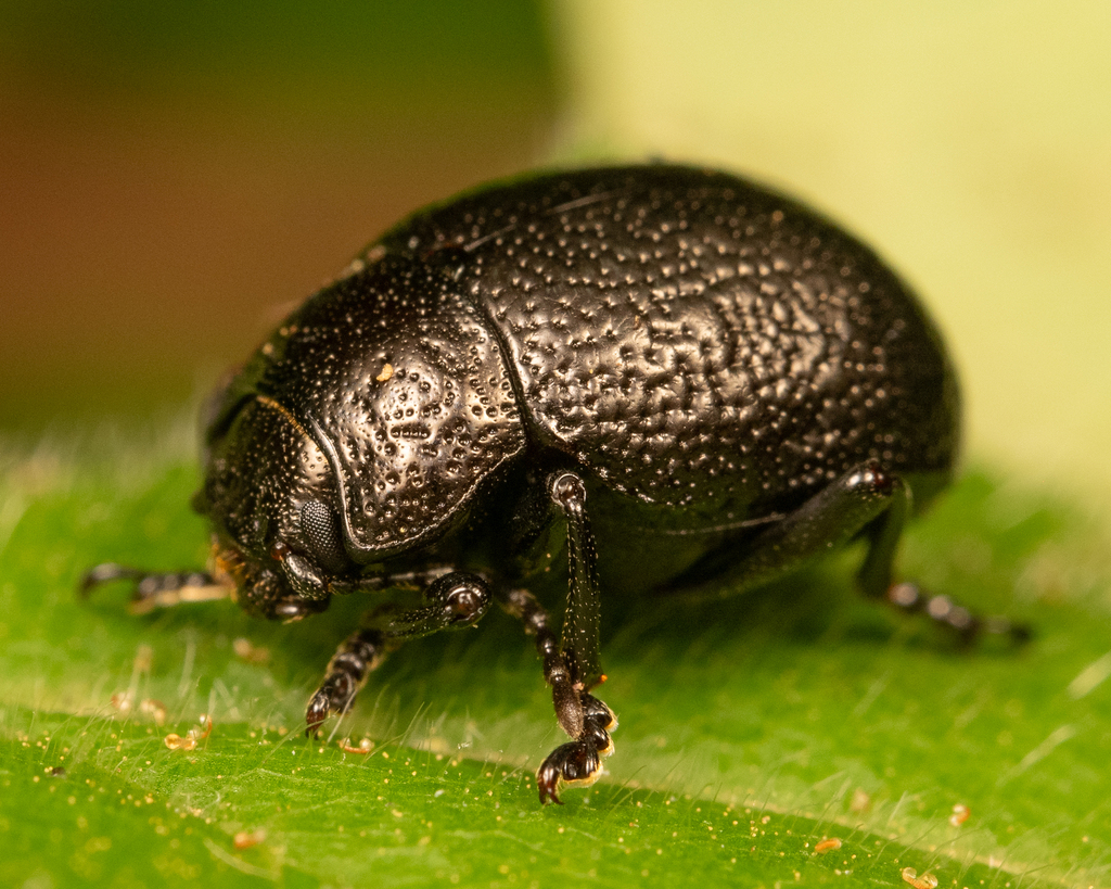 Intricate Leaf Beetle