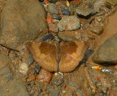 Euthalia aconthea
