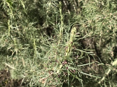 Aceria paracalifornica