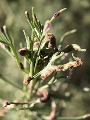 Aceria paracalifornica