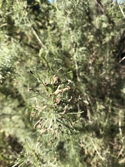 Aceria paracalifornica