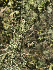 Aceria paracalifornica