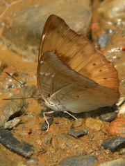 Euthalia aconthea