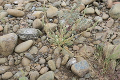 Reseda aucheri