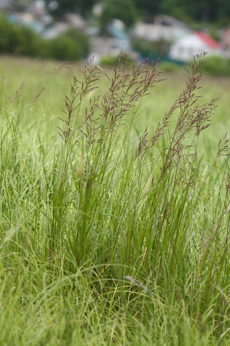 Calamagrostis angustifolia