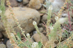 Reseda aucheri