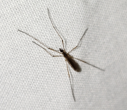 Teucholabis (Teucholabis) carolinensis