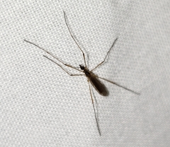 Teucholabis carolinensis