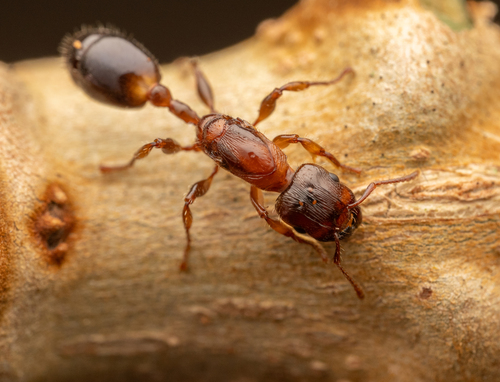 Podomyrma keysseriPodomyrma keysseri