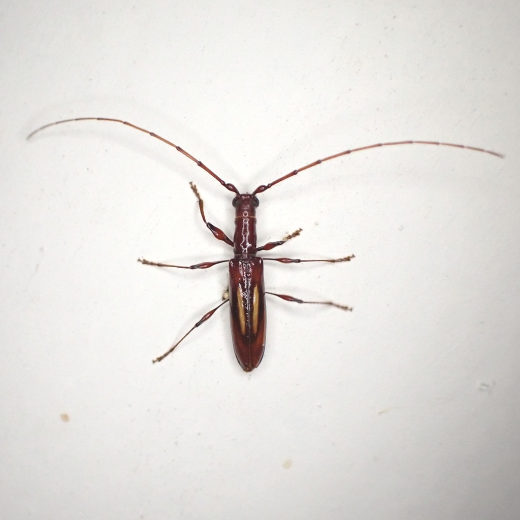 Psiloibidion leucogramma