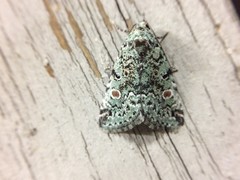 Maliattha concinnimacula