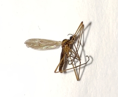 Teucholabis carolinensis