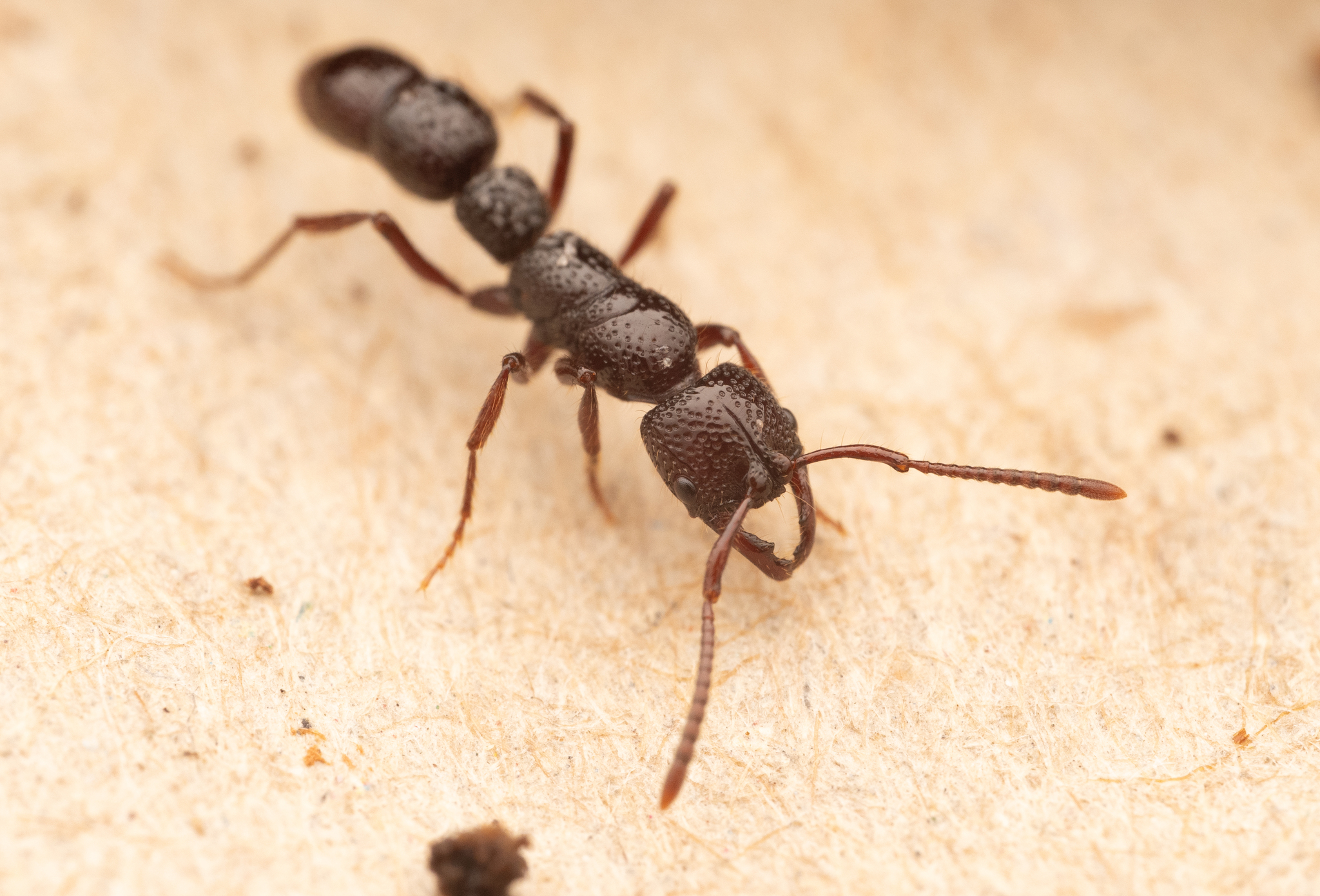 Myopias concava