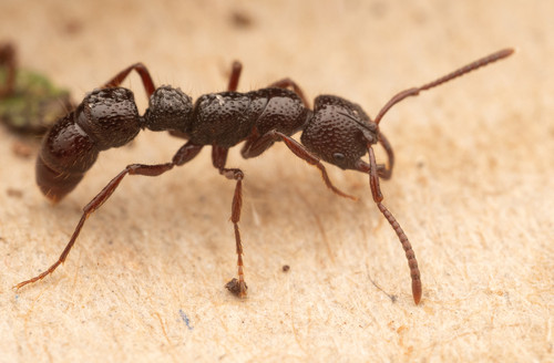 Myopias concavaMyopias concava