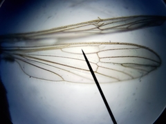 Teucholabis carolinensis