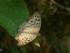 Junonia atlites